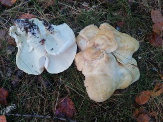 Albatrellopsis confluens