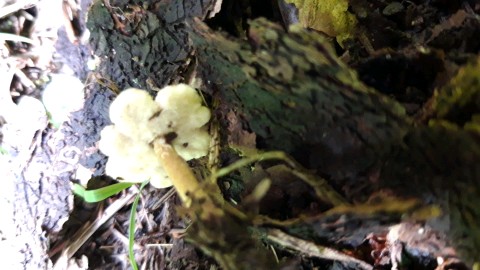 Polyporus