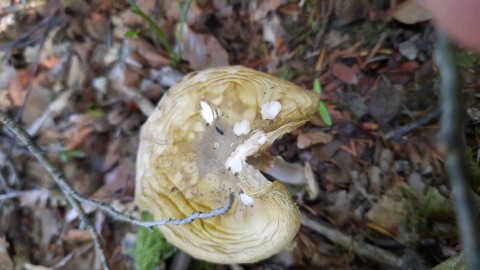 Amanita phalloides