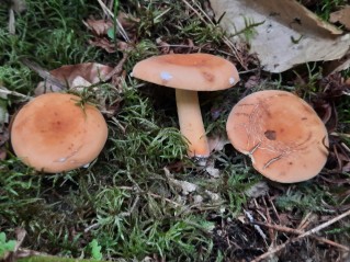 Lactifluus volemus