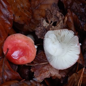 Russula emetica