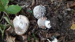 Amanita pantherina