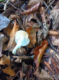 Hygrophorus cossus