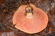 Lactarius deterrimus