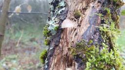 Mycena purpureofusca