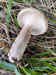 Hygrophorus agathosmus