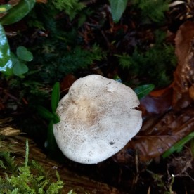 Tricholoma pardinum