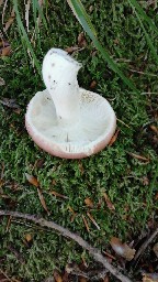 Russula vesca