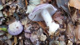 Cortinarius caerulescens