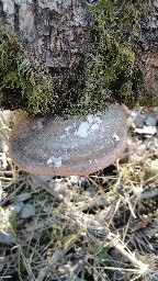 Fomitopsis betulina