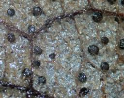 Drepanopeziza salicis