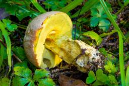 Butyriboletus roseogriseus