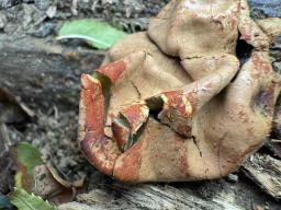 Entonaema cinnabarinum