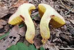 Xerocomus chrysonemus