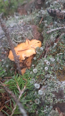 Cantharellus cibarius