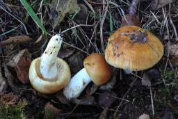 Russula foetens