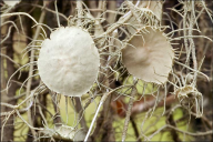 Usnea filipendula