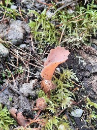 Guepinia helvelloides