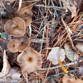 Craterellus tubaeformis