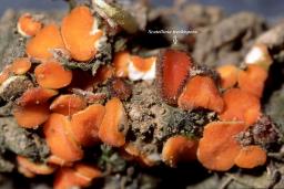 Cheilymenia theleboloides