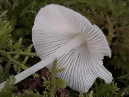 Hemimycena cucullata