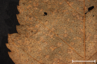 Melampsoridium betulinum