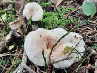 Hydnum repandum