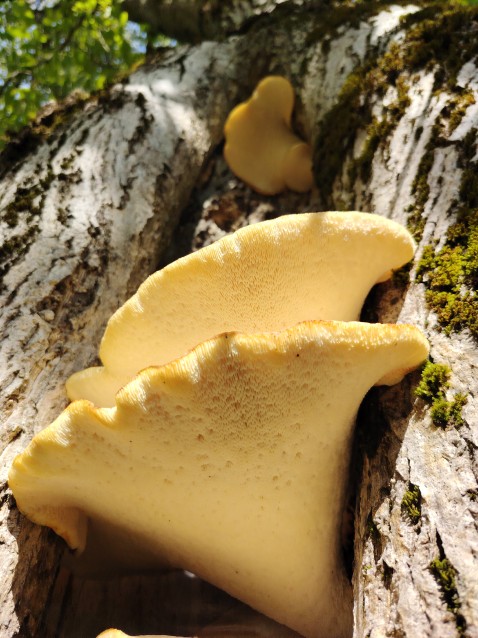 Pholiota squarrosa
