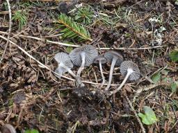 Mycena flos-nivium