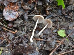 Psathyrella obtusata var. obtusata