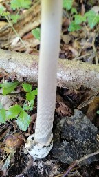 Amanita vaginata