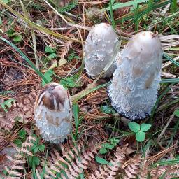 Coprinus comatus