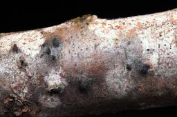 Lopadostoma dryophilum