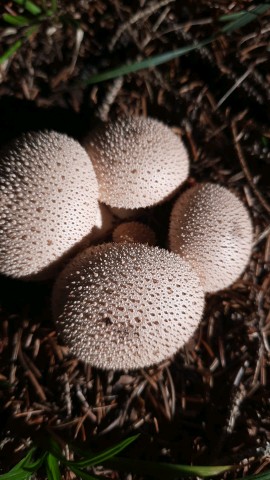 Lycoperdon perlatum