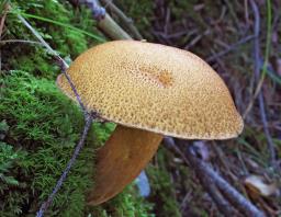 Suillus variegatus