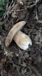 Boletus aereus