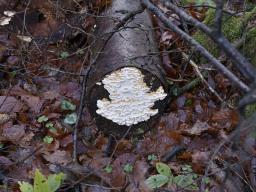 Neoantrodia serialis