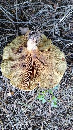 Paxillus rubicundulus