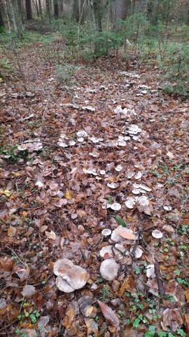 Clitocybe nebularis