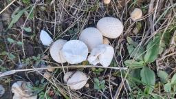 Lycoperdon pratense