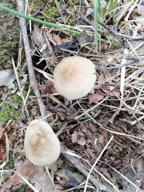 Mycena inclinata