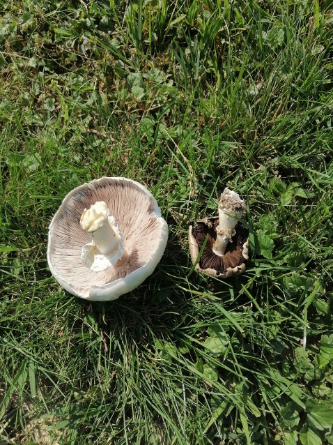 Agaricus campestris