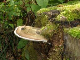 Ganoderma applanatum