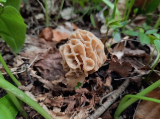 Morchella esculenta