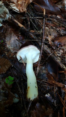 Russula cavipes