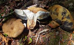Caloboletus calopus