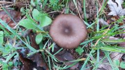 Entoloma sericeum