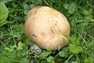 Stropharia eximia