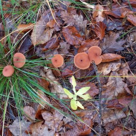 Laccaria laccata