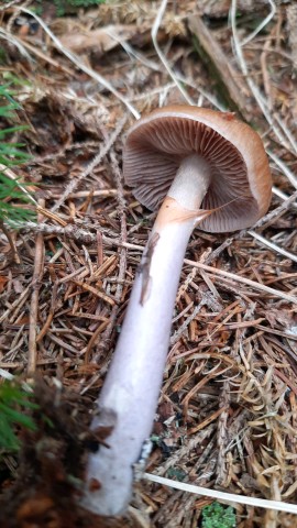 Cortinarius stillatitius